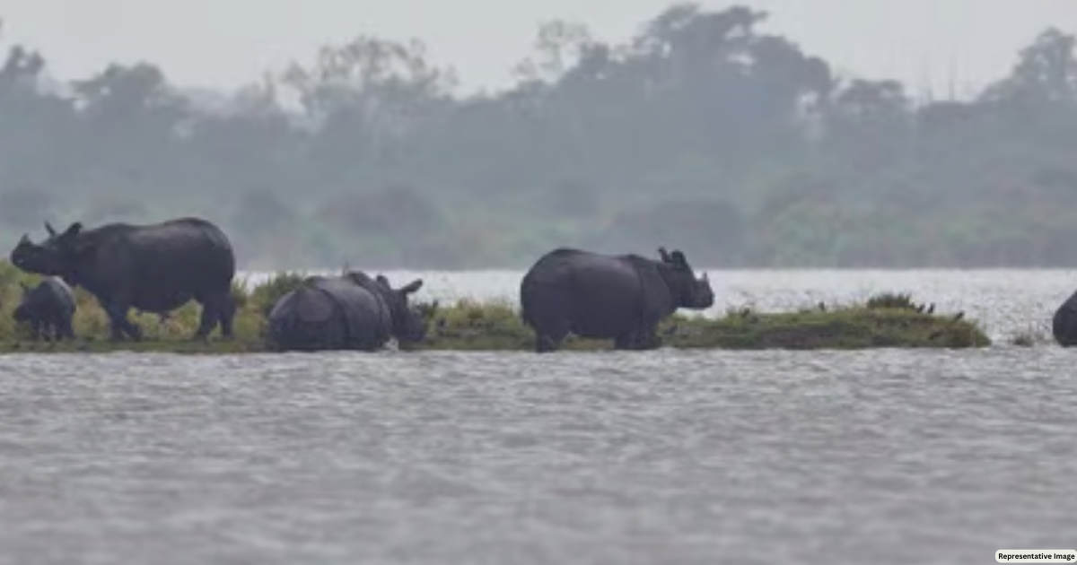Assam floods: 137 wild animals, including 6 Rhinos dead in Kaziranga National Park